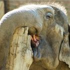 Elefant