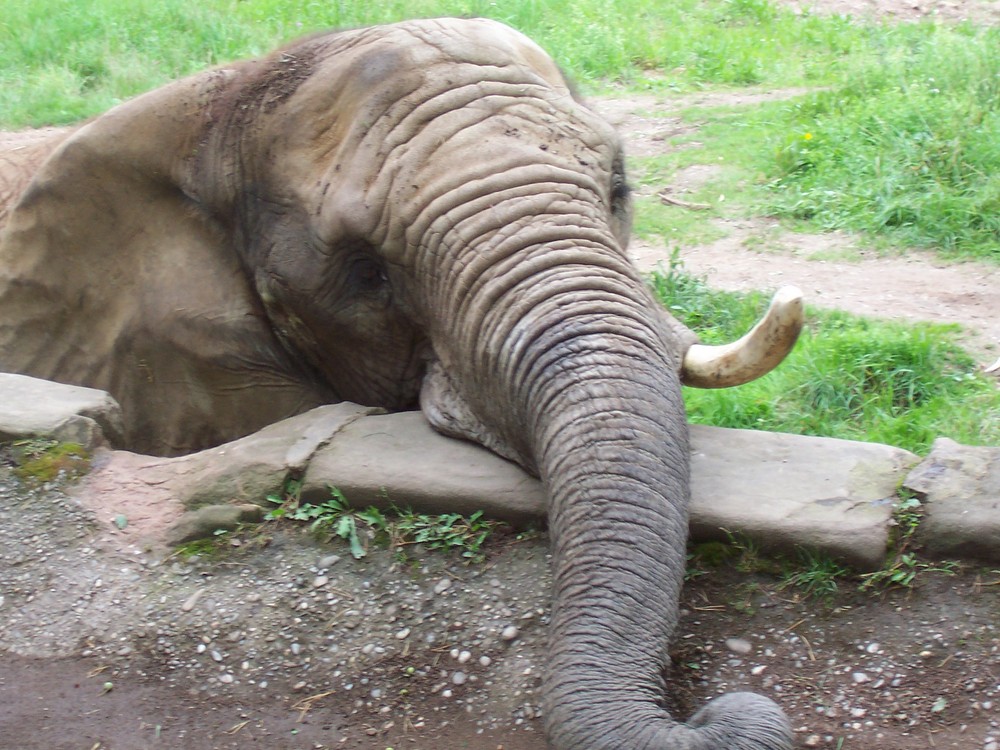 Elefant