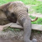 Elefant