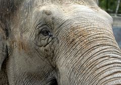 Elefant