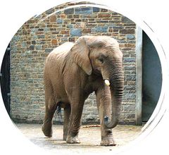 Elefant