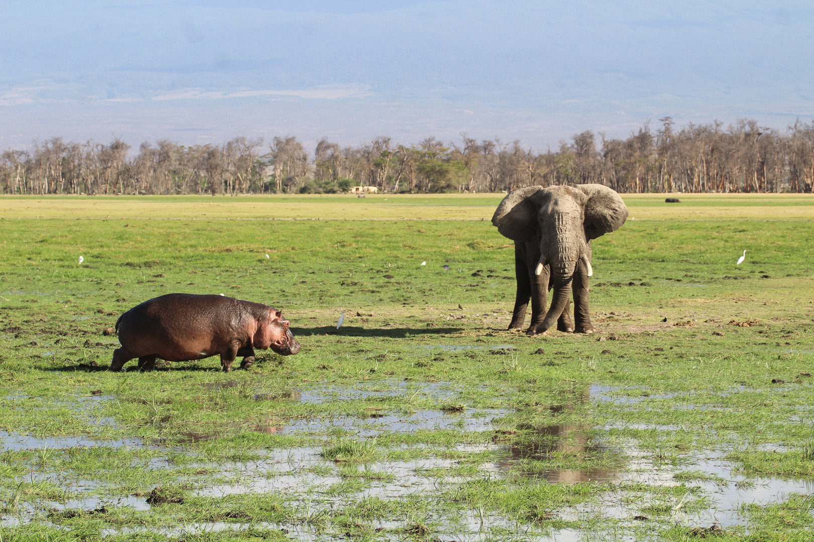 Elefant & Flusspferd