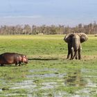 Elefant & Flusspferd