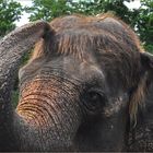 Elefant frisch geduscht