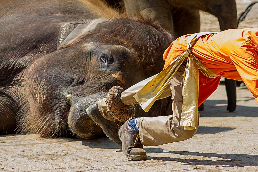 Elefant frisst Tierpfleger