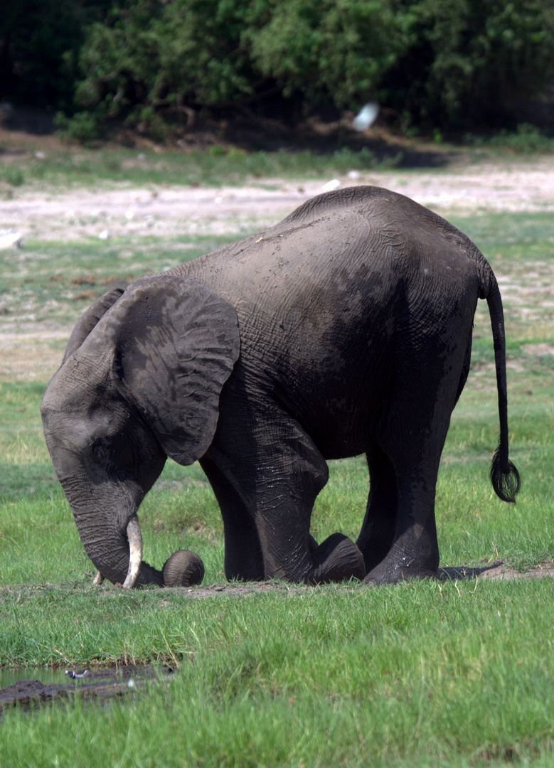 Elefant fühlt sich sauwohl !