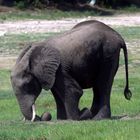 Elefant fühlt sich sauwohl !