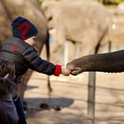 Elefant hat Hunger