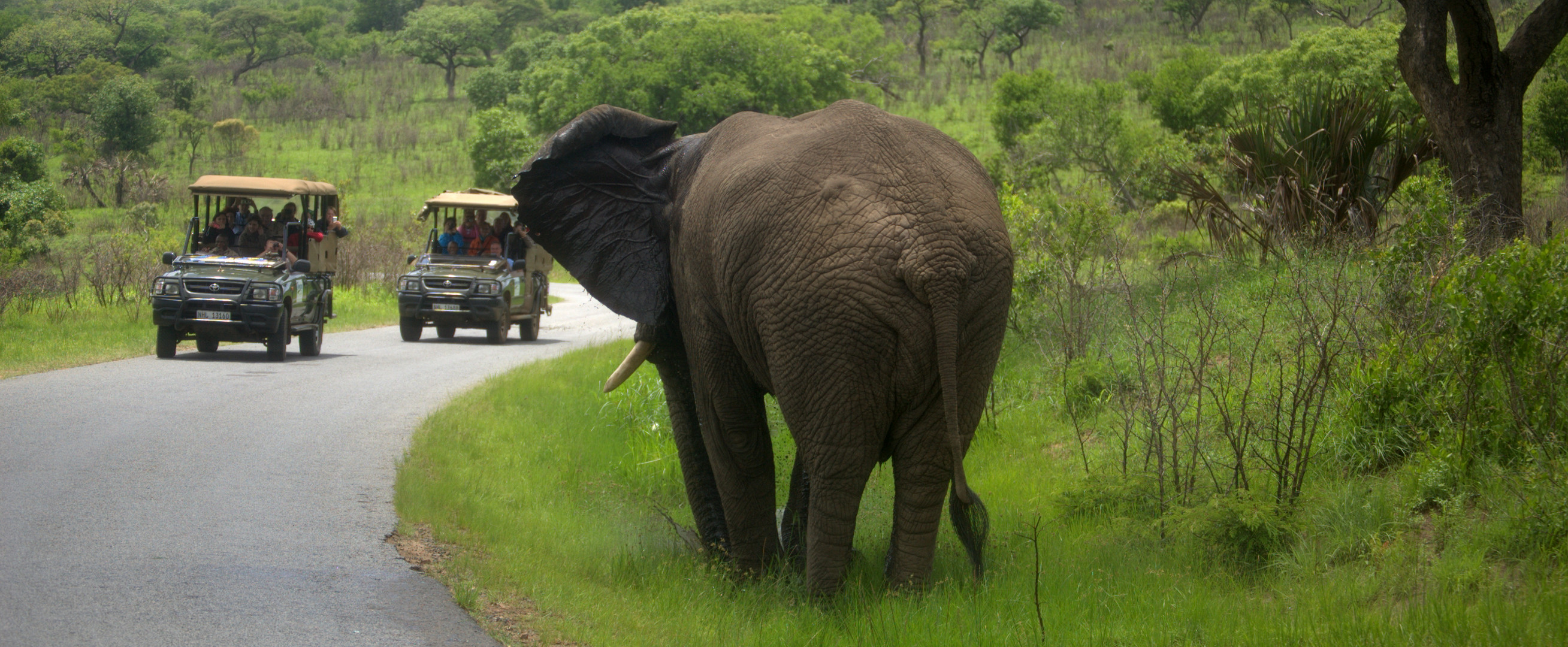 Elefant Hluhluwe Nationalpark2