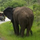 Elefant Hluhluwe Nationalpark2