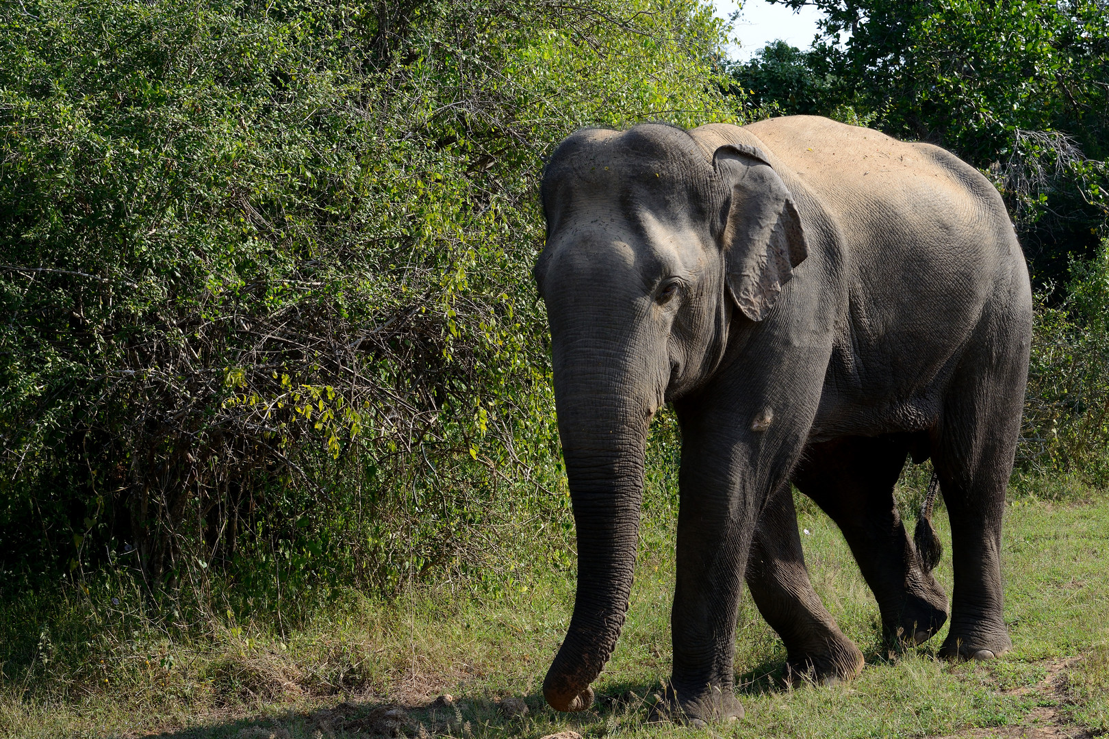 Elefant: "Ich bin der Größte"