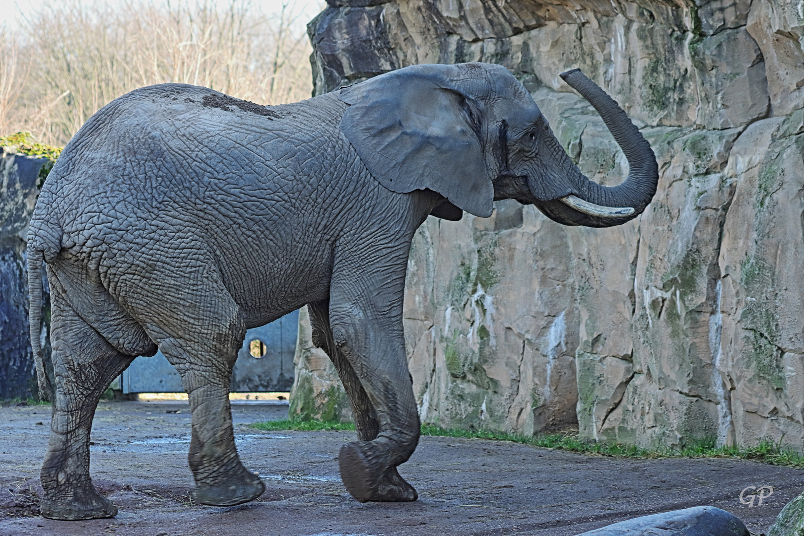 Elefant II