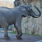 Elefant II