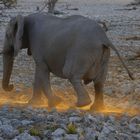 Elefant im abendlichen Gegenlicht