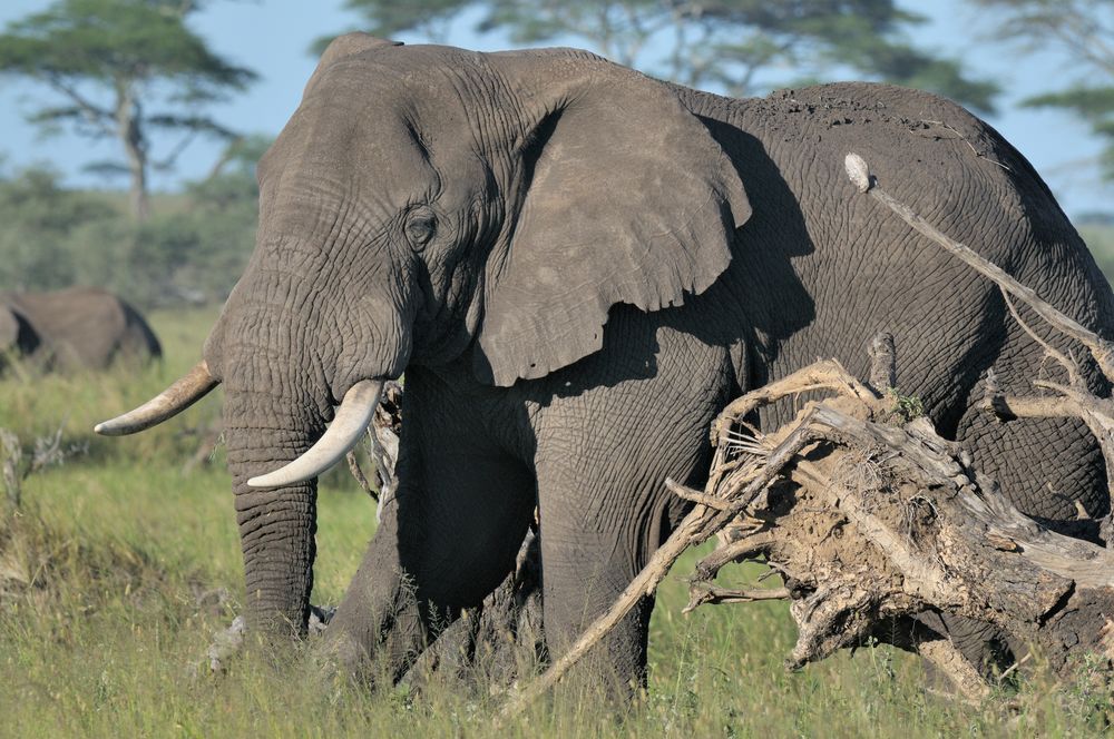 Elefant im Abendlicht