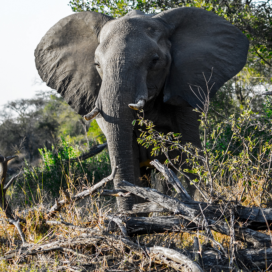 Elefant im Abendlicht