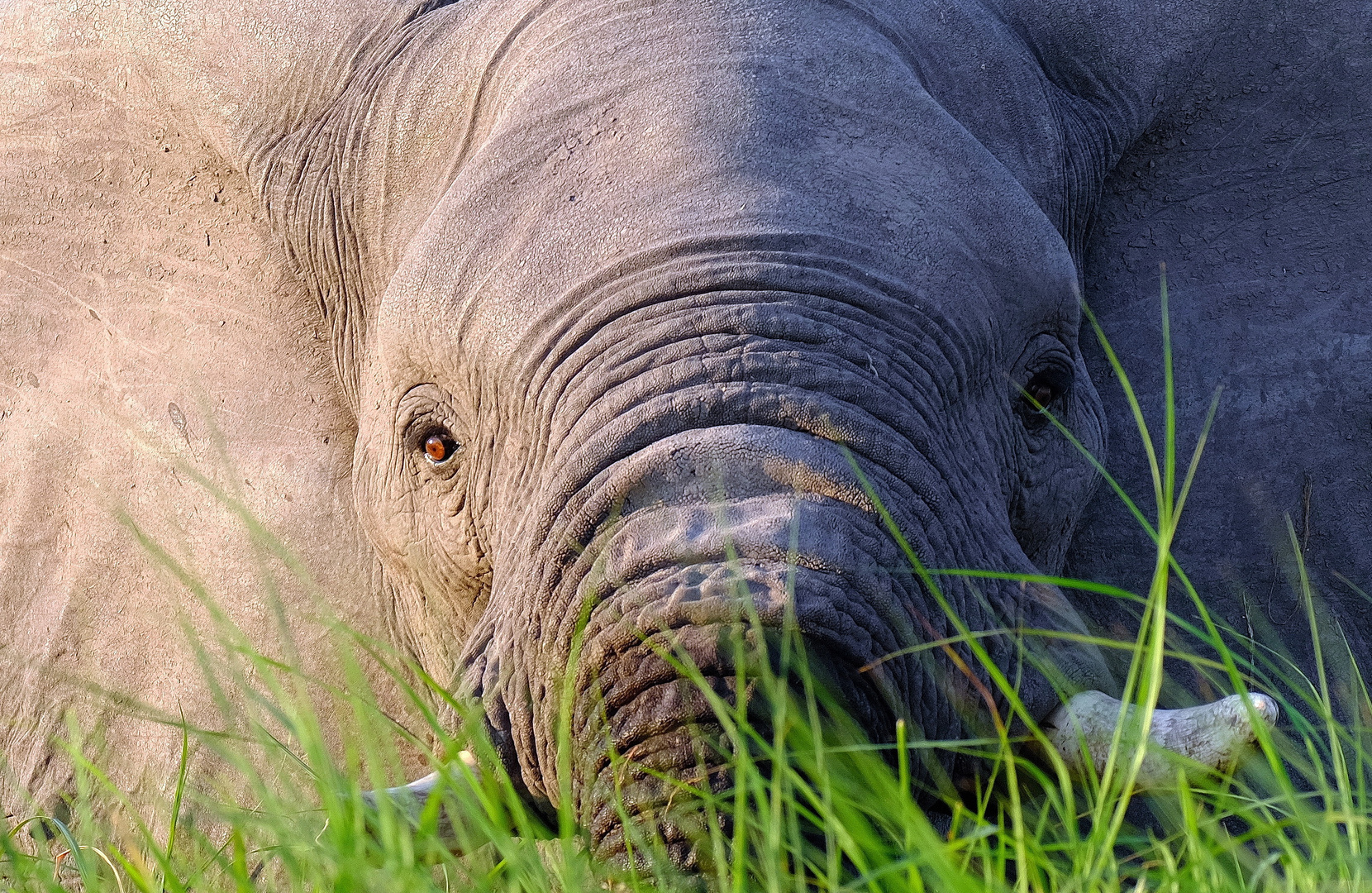 Elefant im Abendlicht auf Chief Island (Botswana)