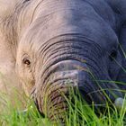 Elefant im Abendlicht auf Chief Island (Botswana)