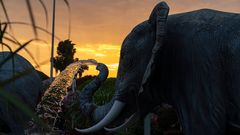 Elefant im Abendlicht