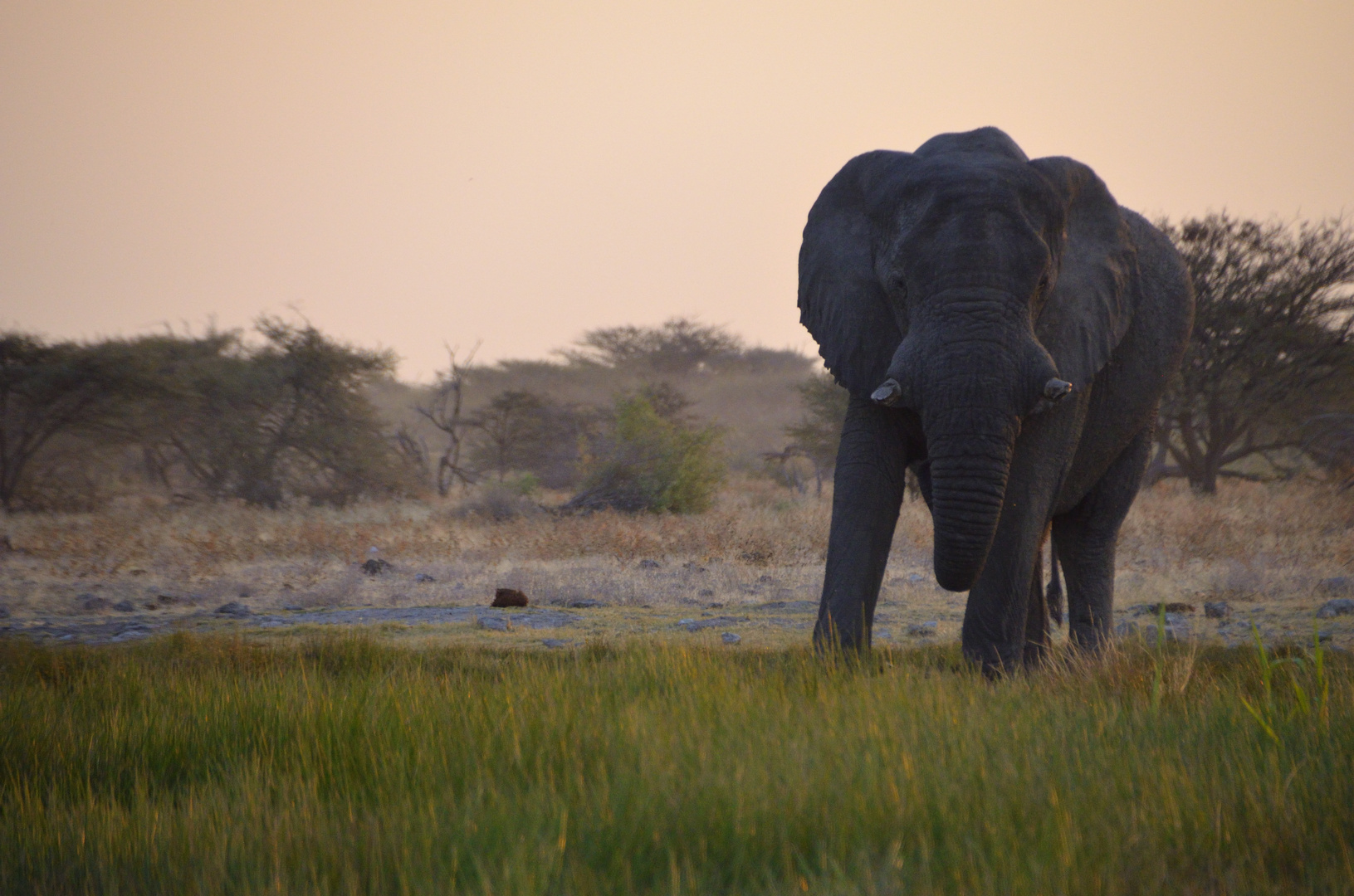 Elefant im Abendrot