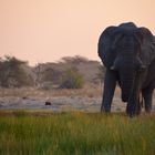 Elefant im Abendrot