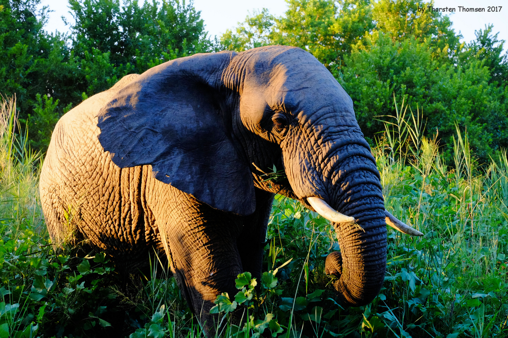 Elefant im Abendrot