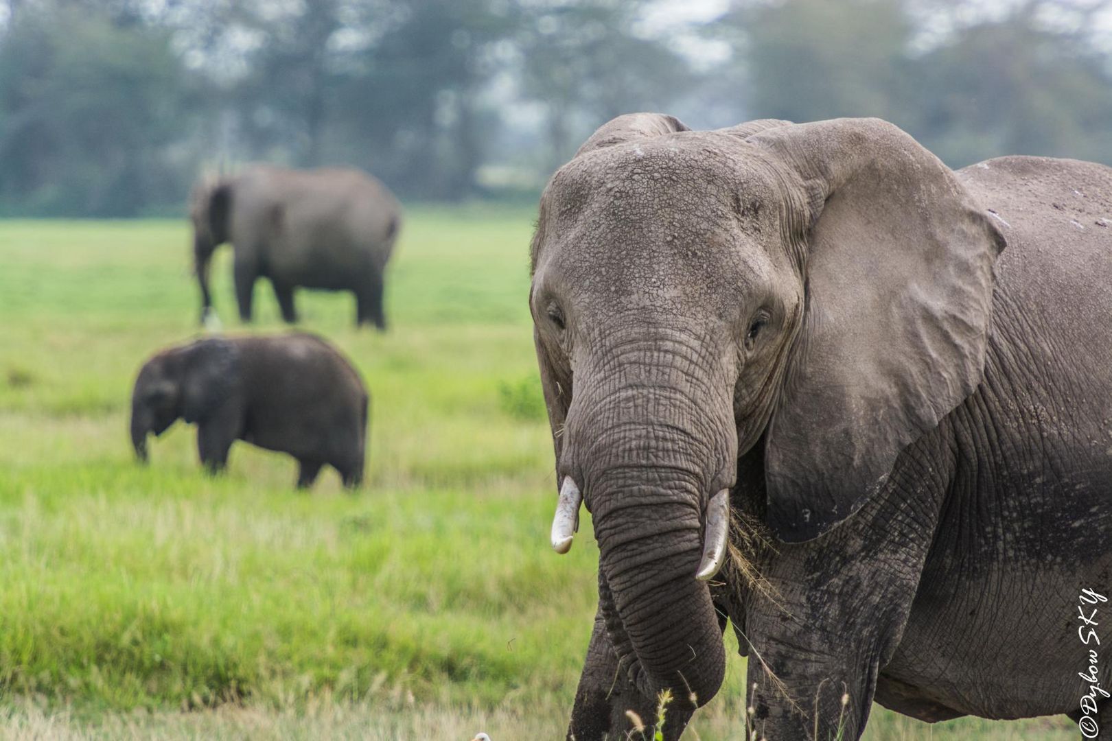 Elefant im Amboseli