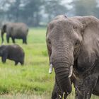 Elefant im Amboseli