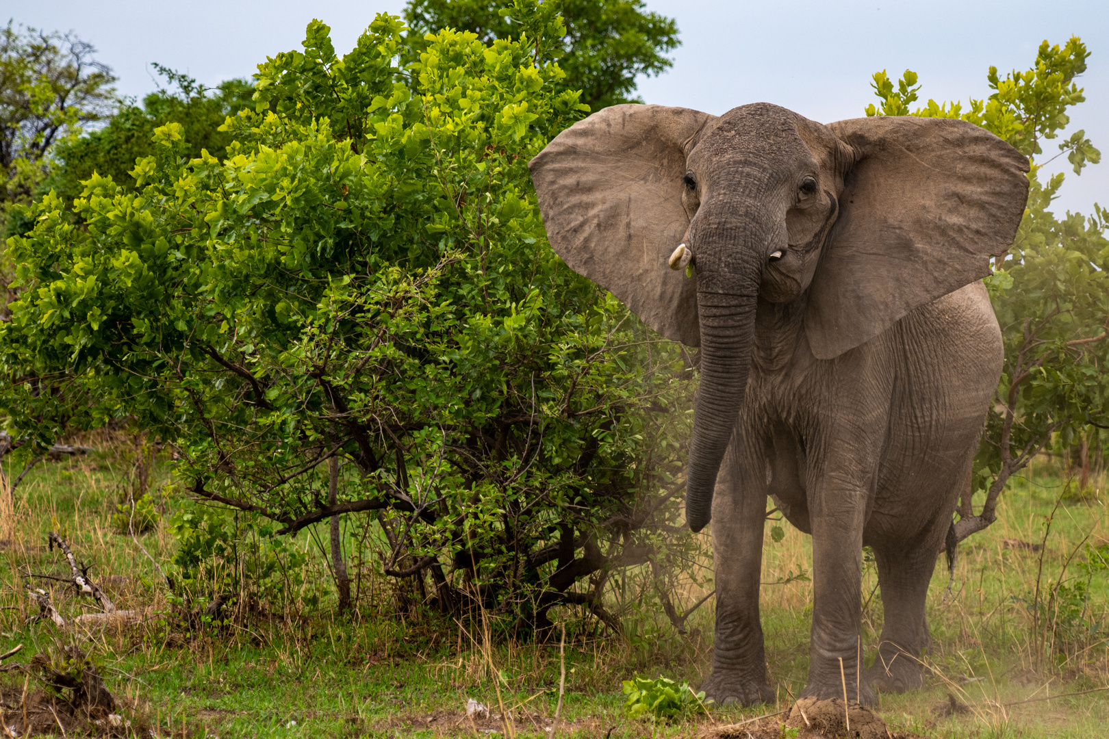 Elefant im Angriffsmodus