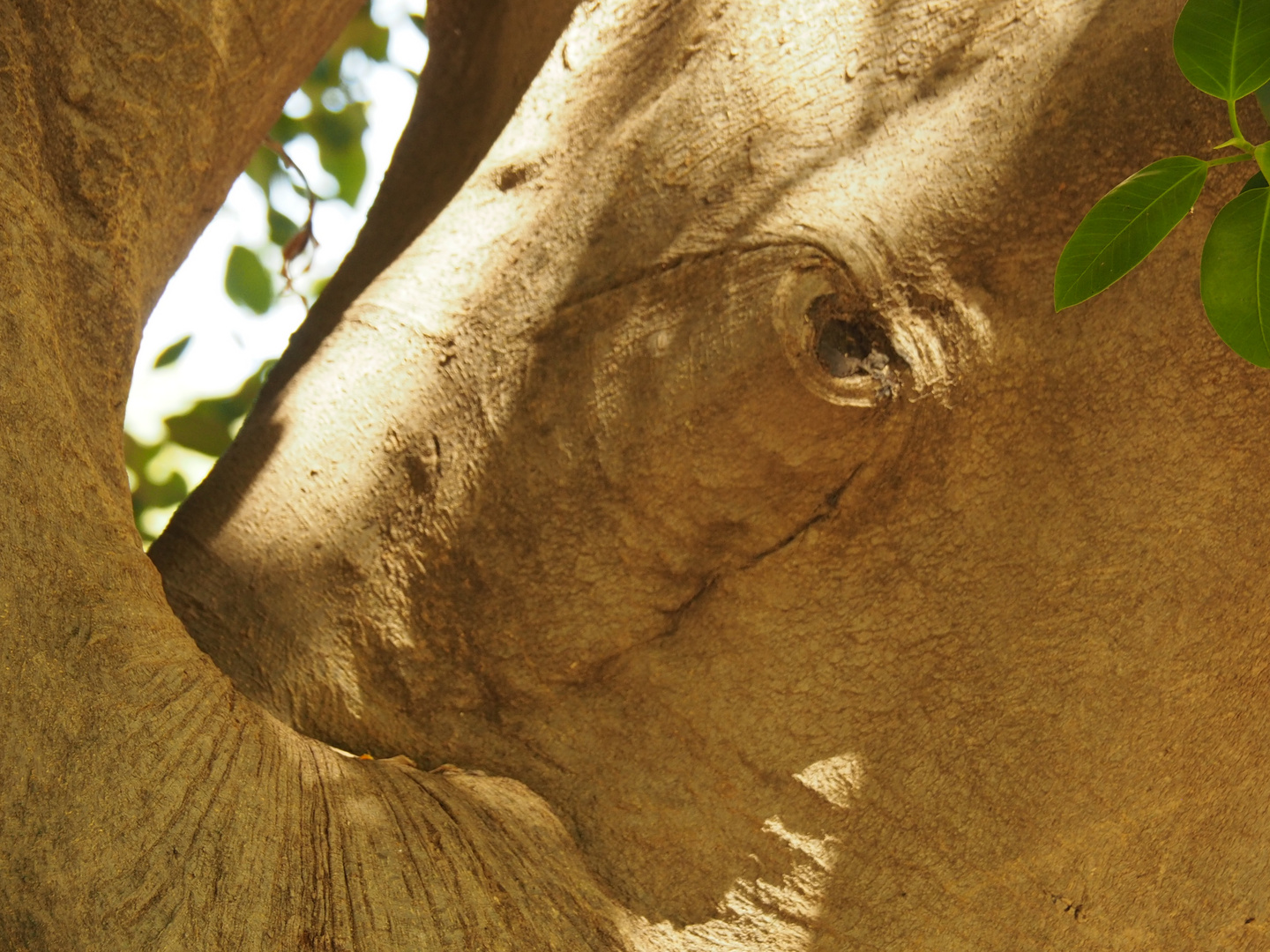 Elefant im Baum