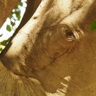 Elefant im Baum