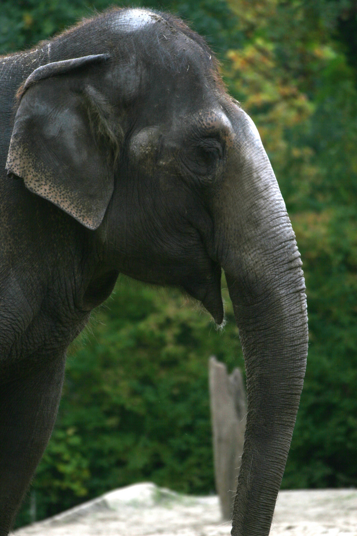 Elefant im Berliner Zoo
