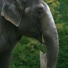 Elefant im Berliner Zoo