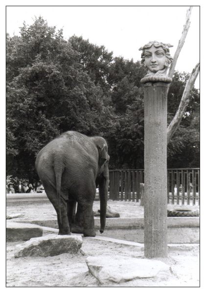 Elefant im Blijdorp, Rotterdam