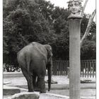 Elefant im Blijdorp, Rotterdam