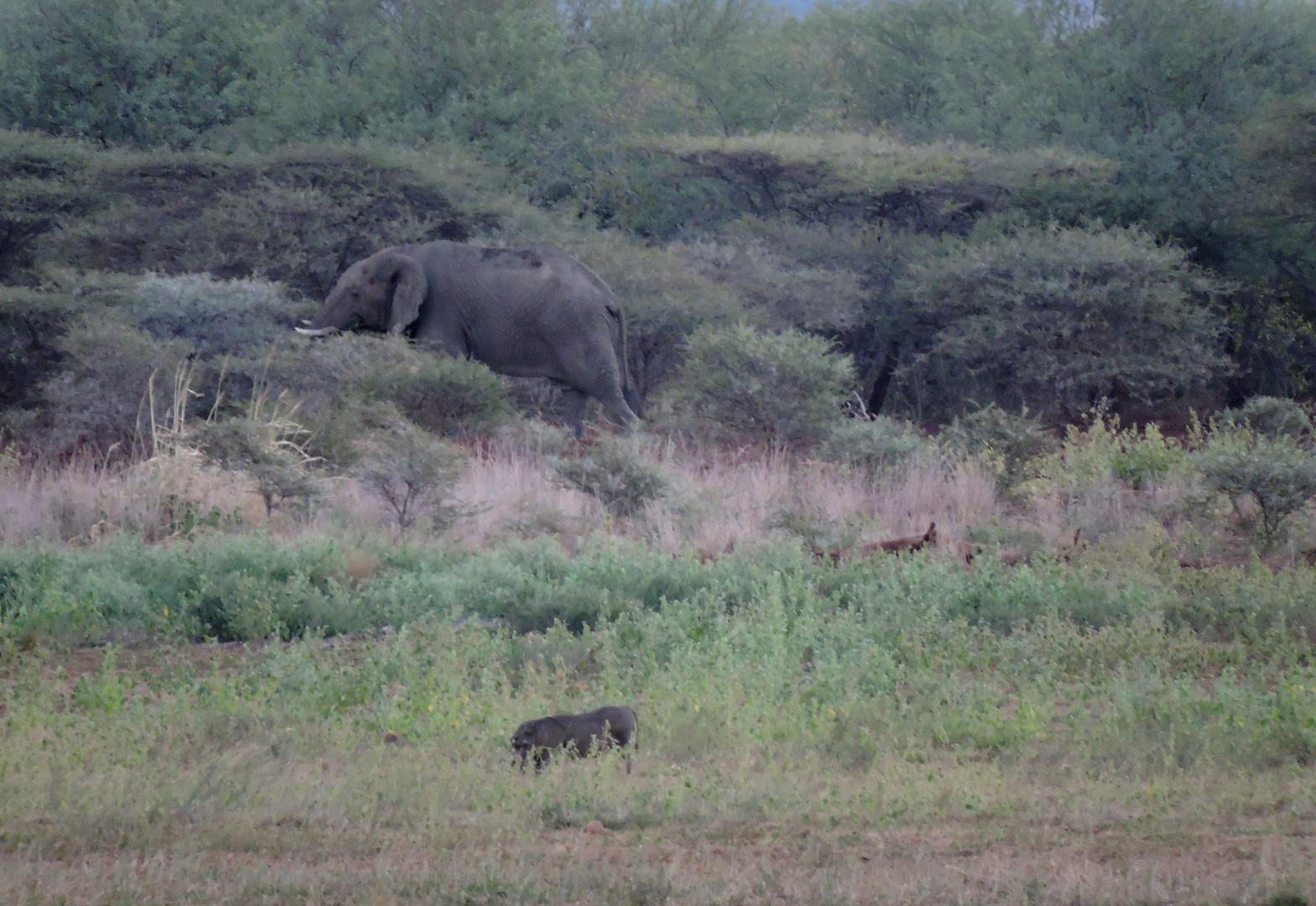 Elefant im Busch.