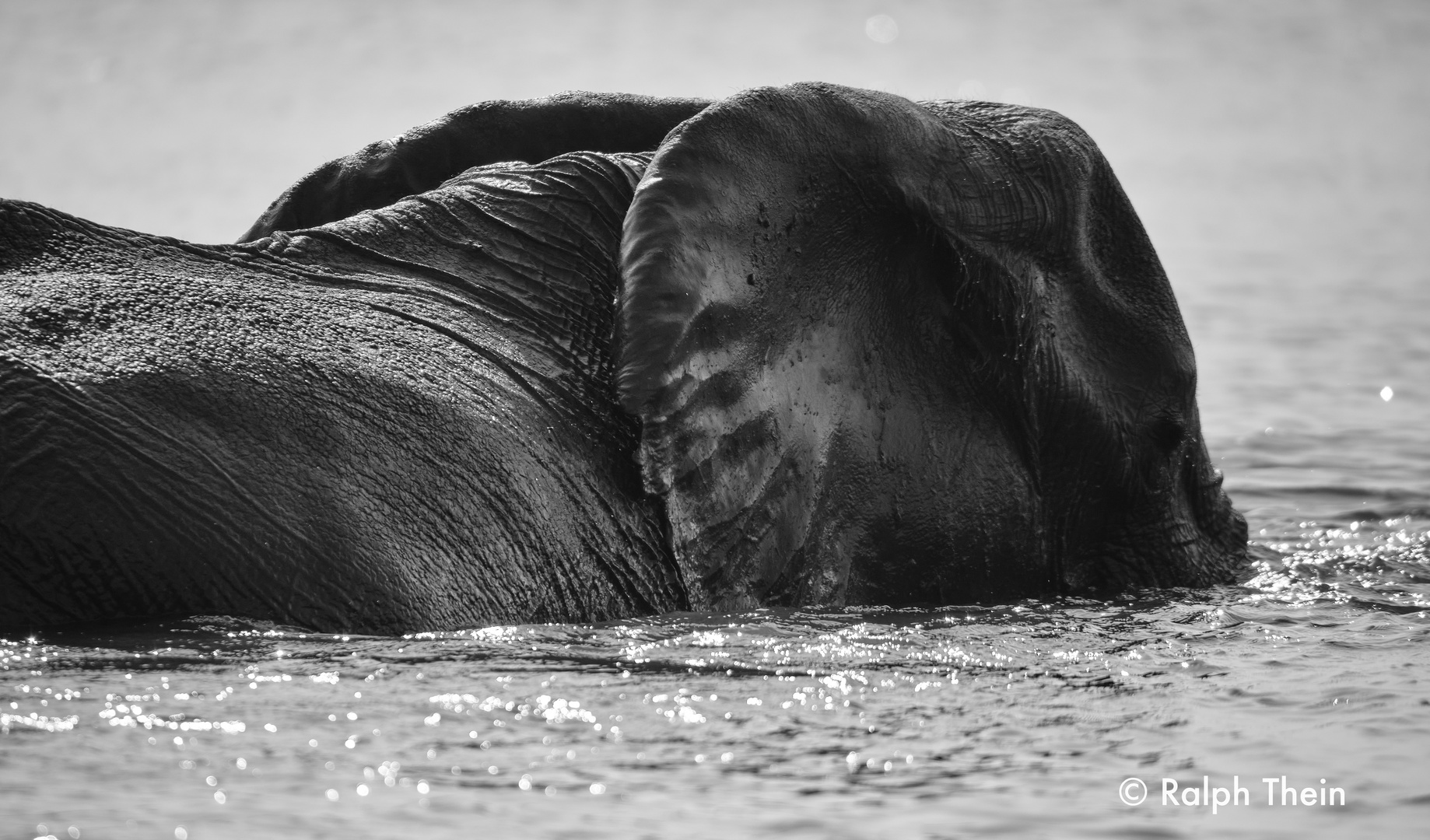 Elefant im Chobe