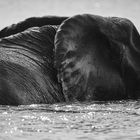 Elefant im Chobe