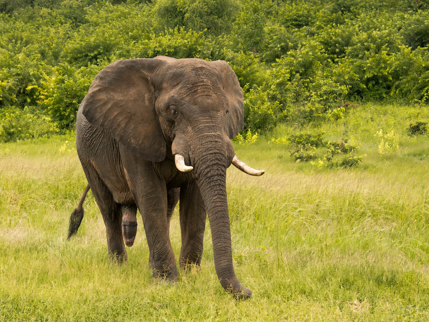 Elefant im Chobe-Nationalpark