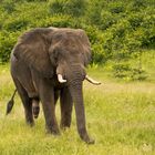 Elefant im Chobe-Nationalpark