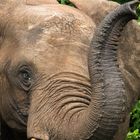 Elefant im Chobe-Nationalpark, Botswana