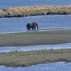 Elefant im Chobe-Nationalpark (Botswana) 