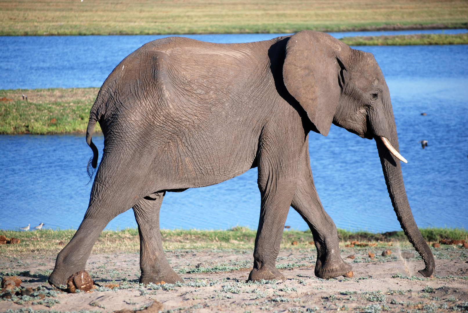 Elefant im Chobe NP