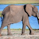 Elefant im Chobe NP