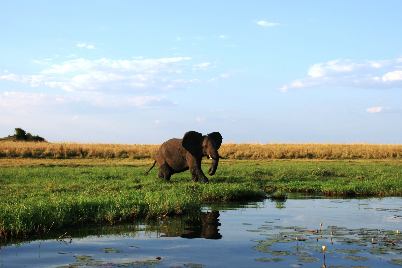 Elefant im Chobe NP