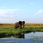 Elefant im Chobe NP