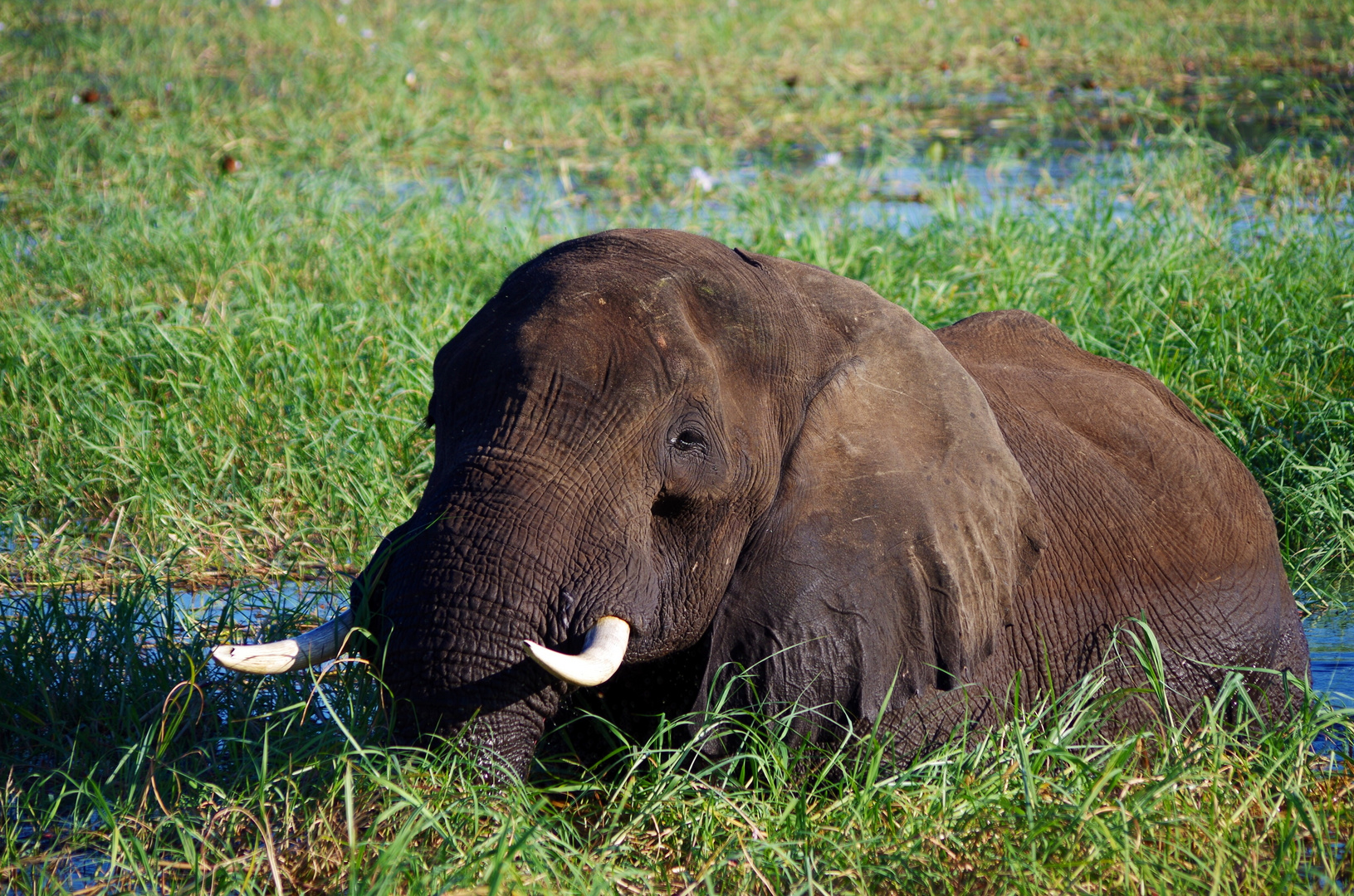 Elefant im Chobe River