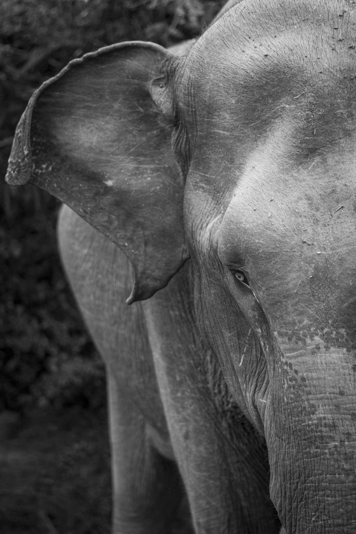 Elefant im Detail