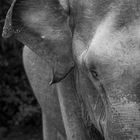 Elefant im Detail