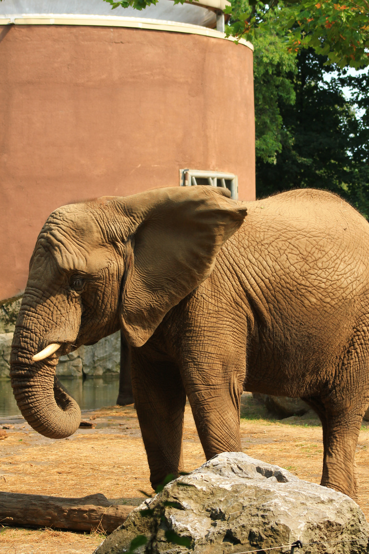 Elefant im Duisburger Zoo